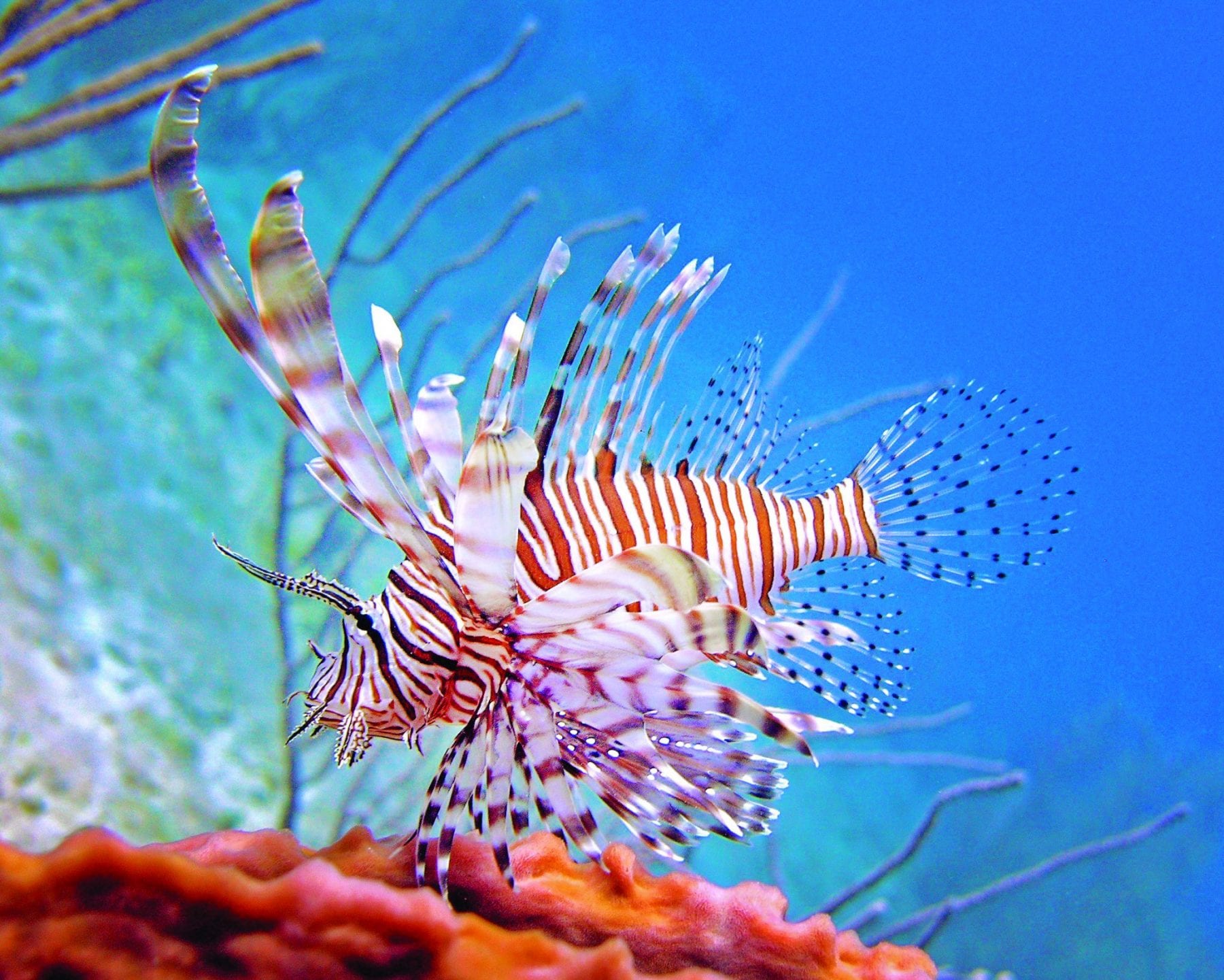 Abaco Lionfish Derby Is June 29 30 Coastal Angler The Angler Magazine