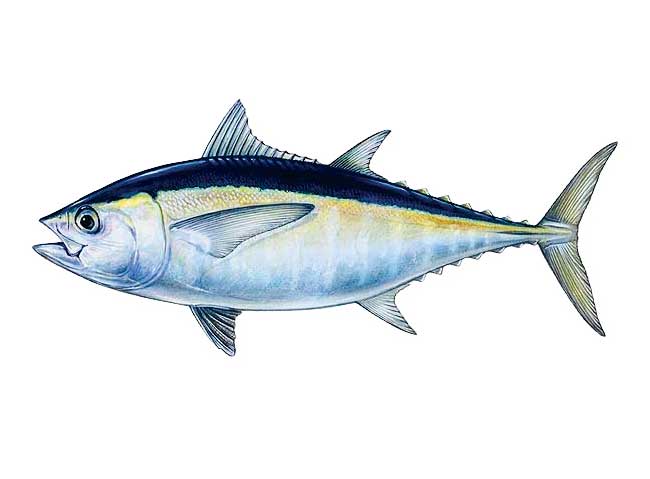 tuna fish