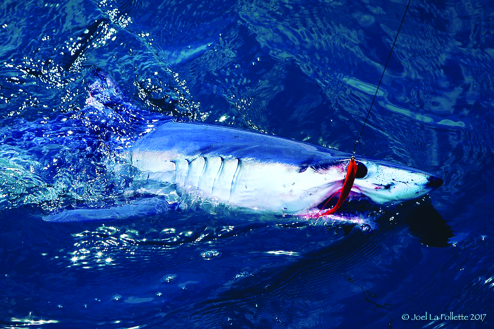 Fly Fishing Mako Sharks, No Boundaries