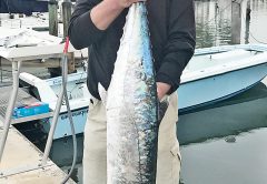 Solid king caught with Capt. Orly of Nomad Fishing Charters.