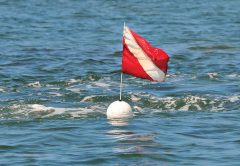 Bay Scallop Season In Full Swing