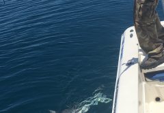 Preparing to leaders a shark at boat side that ate a live menhaden on a wire stinger rig.