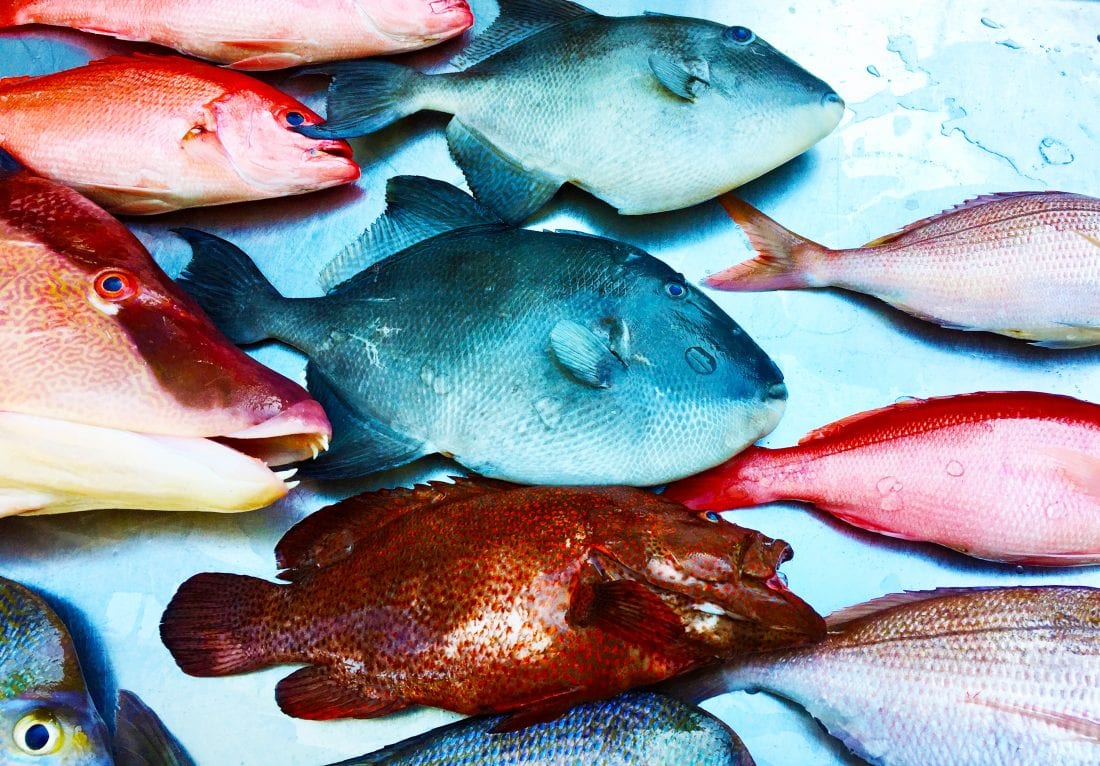 How to Purchase Fresh Fish Coastal Angler & The Angler Magazine