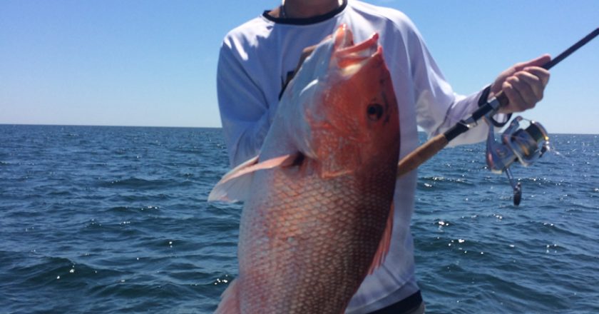 Paul Caruso shows off a beautiful Red Snapper caught off of Orange Beach.