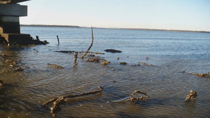 Cast Netting for Bait - Coastal Angler & The Angler Magazine