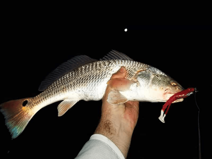 Fishing in the Dark - Coastal Angler & The Angler Magazine