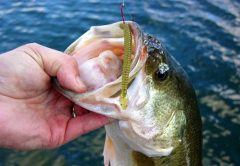 fishing science