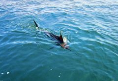 Great Marlin Race