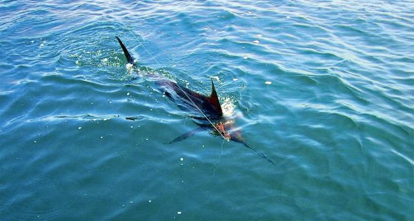 Great Marlin Race