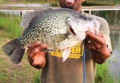 huge crappie world record