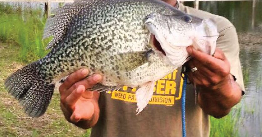 huge crappie world record
