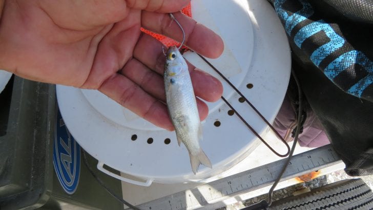 Catch Live Bait With A Cast Net 