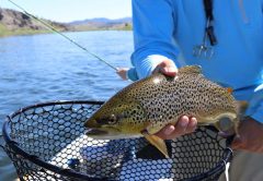 spotted sea trout