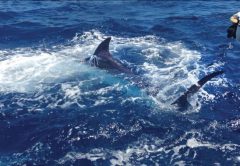 Key West Marlin Tournament Is July 18-21