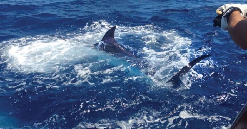 Key West Marlin Tournament Is July 18-21
