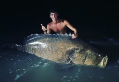 Kody Parmentier with a Goliath Grooper cought on Barracuda right off the beach. The fight was a hour and fifteen minutes long to get this big boy in.