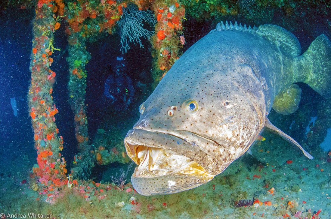 Goliath Groupers