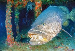 Goliath Groupers