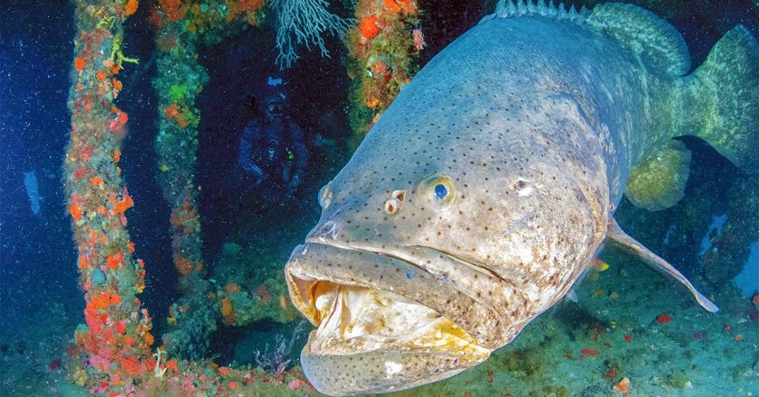 Goliath Groupers