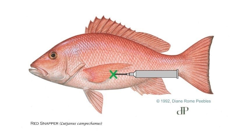 https://coastalanglermag.com/wp-content/uploads/2018/07/snapper-venting.jpg