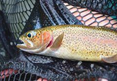 Summertime Tailwater Trout