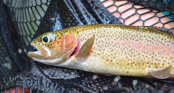 Summertime Tailwater Trout
