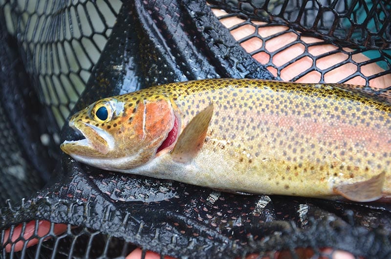 Summertime Tailwater Trout - Coastal Angler & The Angler Magazine