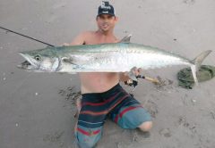 Brian caught this 56 inch Kingfish in the surf on a 7ft Ande Rod with a Shimano 8000 Bait Runner Reel spooled with 12 lb test mono.