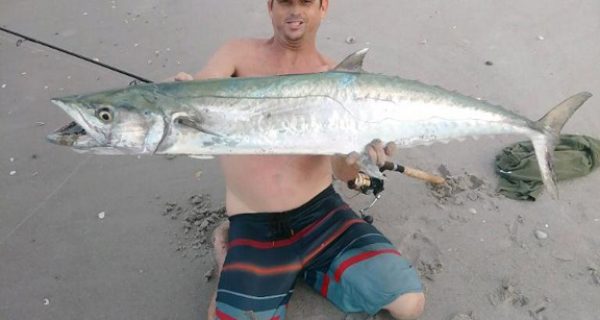 Brian caught this 56 inch Kingfish in the surf on a 7ft Ande Rod with a Shimano 8000 Bait Runner Reel spooled with 12 lb test mono.