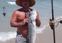 The fish was caught on Melbourne Beach using cut mullet. It was 32". Al Royes