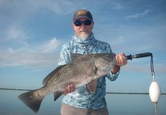 Rober enjoyed a morning of sight-fishing Mosquito Lagoon black drum and proved drum can be caught on lures. This drum and others ate a Z-Man Diezel Minnowz on a recent trip with Capt. Mark Wright.