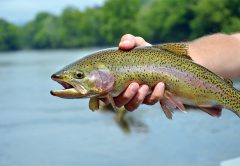 Clinch River