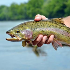 Clinch River