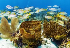 Exuma Cays Land and Sea Park A Model For Marine Ecosystem Protection