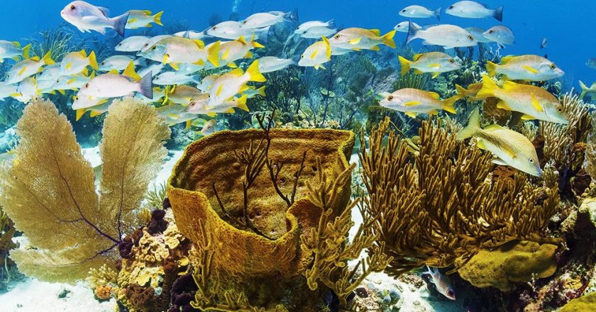 Exuma Cays Land and Sea Park A Model For Marine Ecosystem Protection