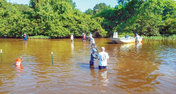 Vegetation Enhancement On Lake Gaston Continues