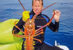 spiny lobster season