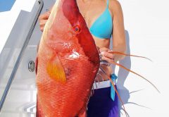 hogfish spearfishing