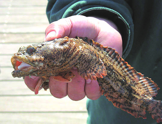 5 Techniques For Lizard Fishing Every Angler Should Know 