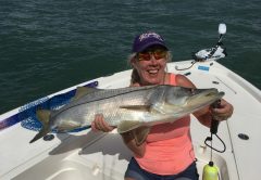 Snook are in season. These fish will be feeding aggressively this month along the beaches outside of Port Canaveral.