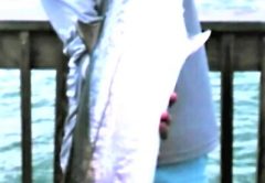 Stephen Burton shows off a nice King Mackerel caught off the Pensacola Fishing Pier.