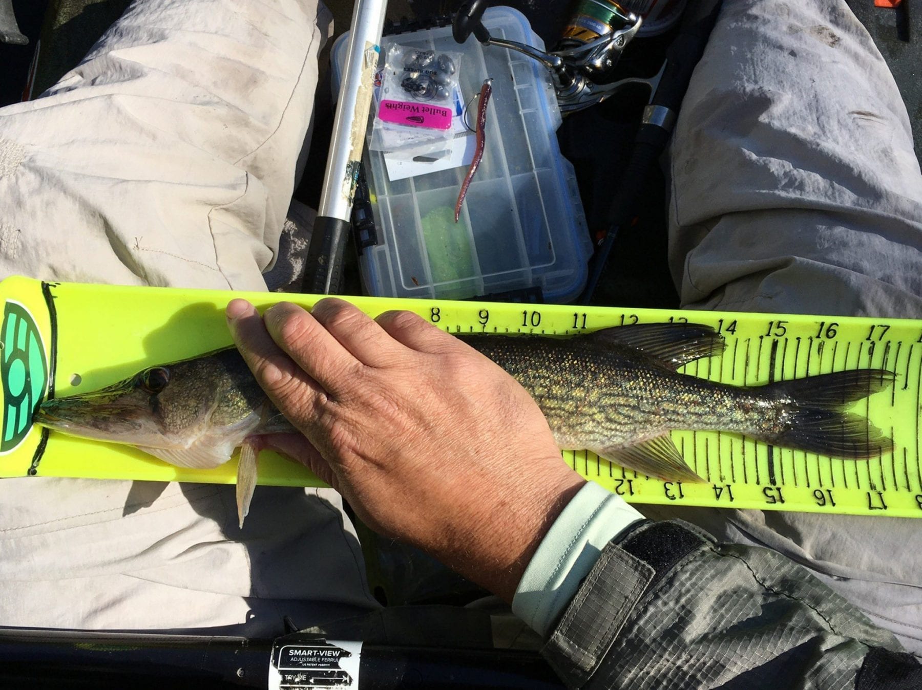 Chain Pickerel – Freshwater Fishing News