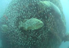 Treasure Coast scuba goliath grouper
