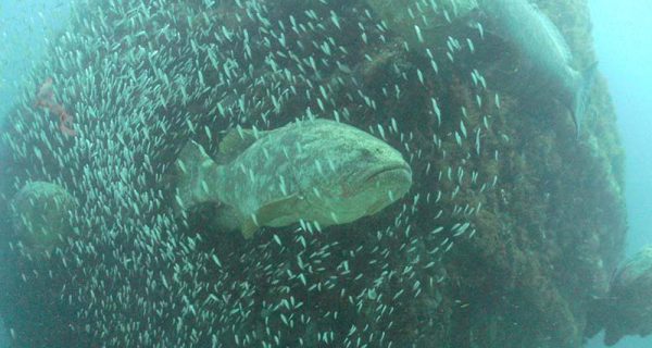 Treasure Coast scuba goliath grouper