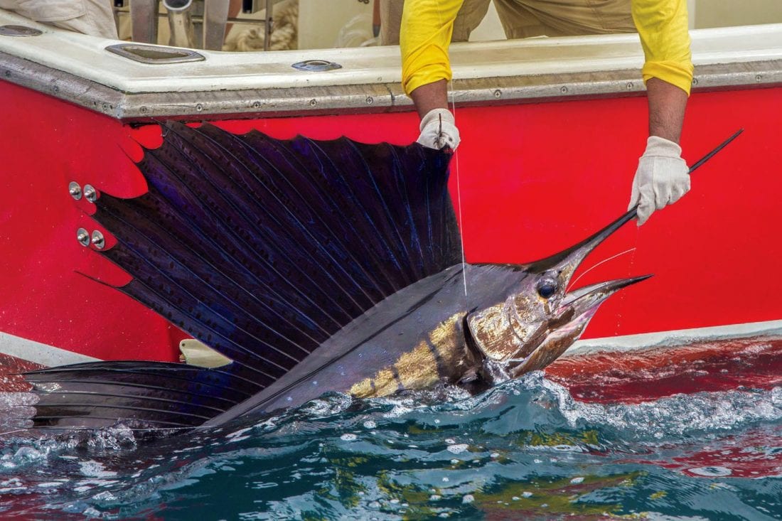 AnglerBacked Law Prohibits Sale of Billfish in the Continental U.S