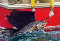 billfish conservation