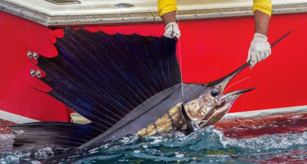 billfish conservation