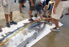 Mississippi Gulf Coast Billfish Classic Raises the Blue Marlin Length