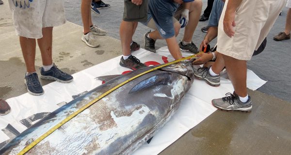 Mississippi Gulf Coast Billfish Classic Raises the Blue Marlin Length