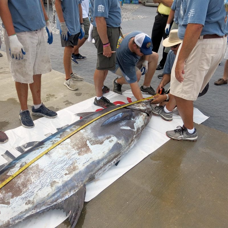 Mississippi Gulf Coast Billfish Classic Raises the Blue Marlin Length
